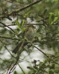 Elaenia