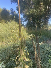 Verbascum thapsus