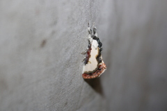 Eudryas unio