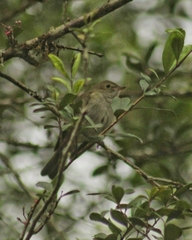 Elaenia