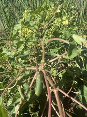 Proboscidea parviflora