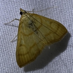 Helvibotys helvialis