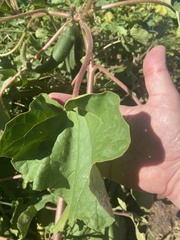 Proboscidea parviflora