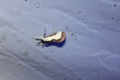 Eudryas unio