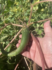 Proboscidea parviflora