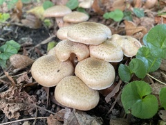 Armillaria mellea