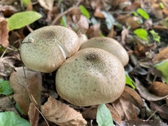 Armillaria mellea