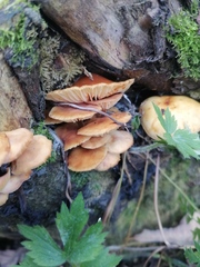 Kuehneromyces mutabilis