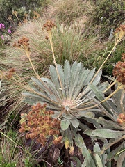 Espeletia corymbosa