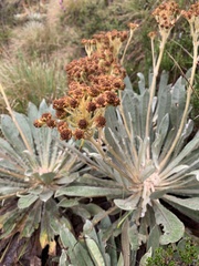 Espeletia corymbosa