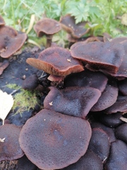 Tubaria rufofulva
