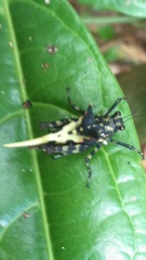Holocerus devriesei