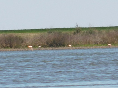 Phoenicopterus chilensis