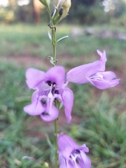 Penstemon pseudoputus