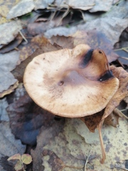 Cortinarius trivialis