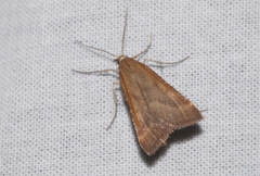 Synaphe punctalis