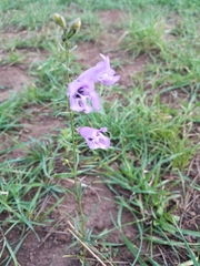 Penstemon pseudoputus