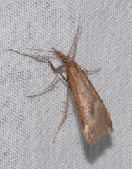 Synaphe punctalis