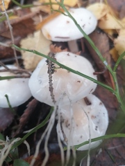 Hygrophorus eburneus