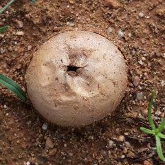 Lycoperdaceae