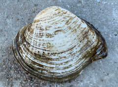 Truncilla truncata
