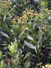Baccharis latifolia