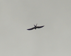 Elanoides forficatus