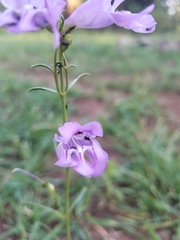 Penstemon pseudoputus
