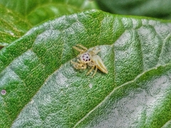 Salticinae