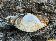 Truncilla truncata