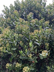 Baccharis latifolia