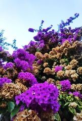 Bougainvillea glabra