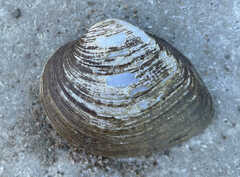 Truncilla truncata
