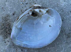 Truncilla truncata