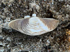 Truncilla truncata