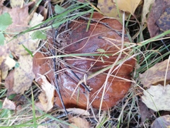 Suillus luteus