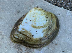 Truncilla truncata