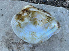 Truncilla truncata