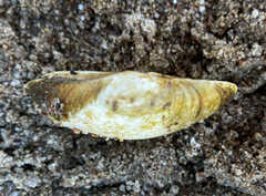Truncilla truncata