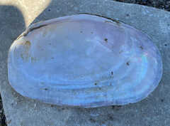 Potamilus fragilis