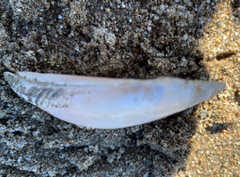 Potamilus fragilis