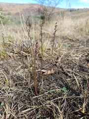 Triglochin laxiflora image