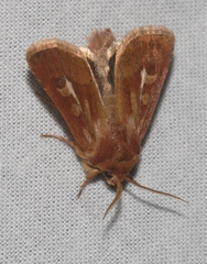 Cerapteryx graminis