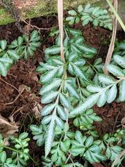 Pteris ensiformis