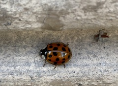 Harmonia axyridis