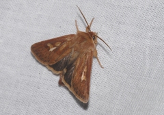 Cerapteryx graminis