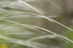 Stipa tirsa