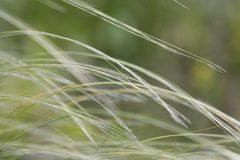 Stipa tirsa