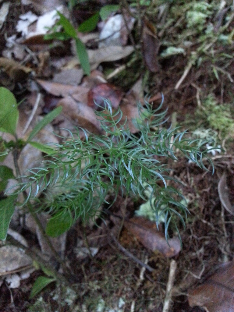 Asparagus simulans