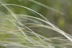 Stipa tirsa